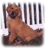 Emanuel Homestead Goldens, Click to enter.